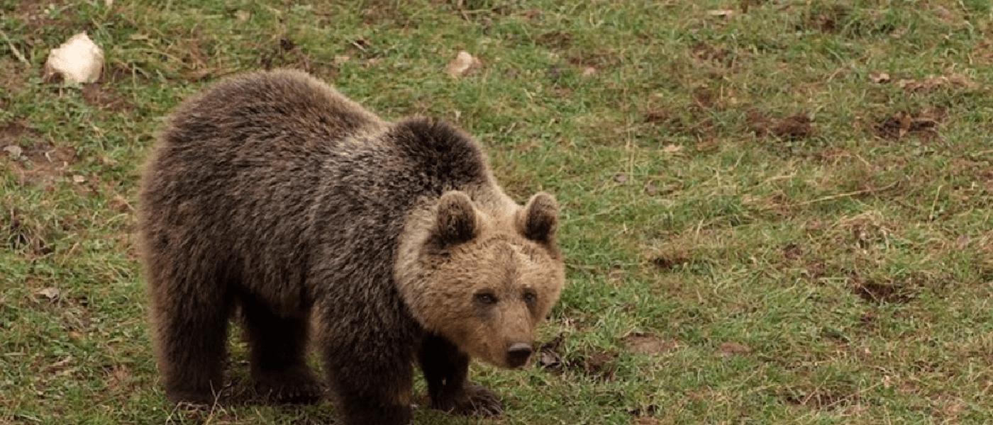 Bears in Istria: What to Know and How to Stay Safe