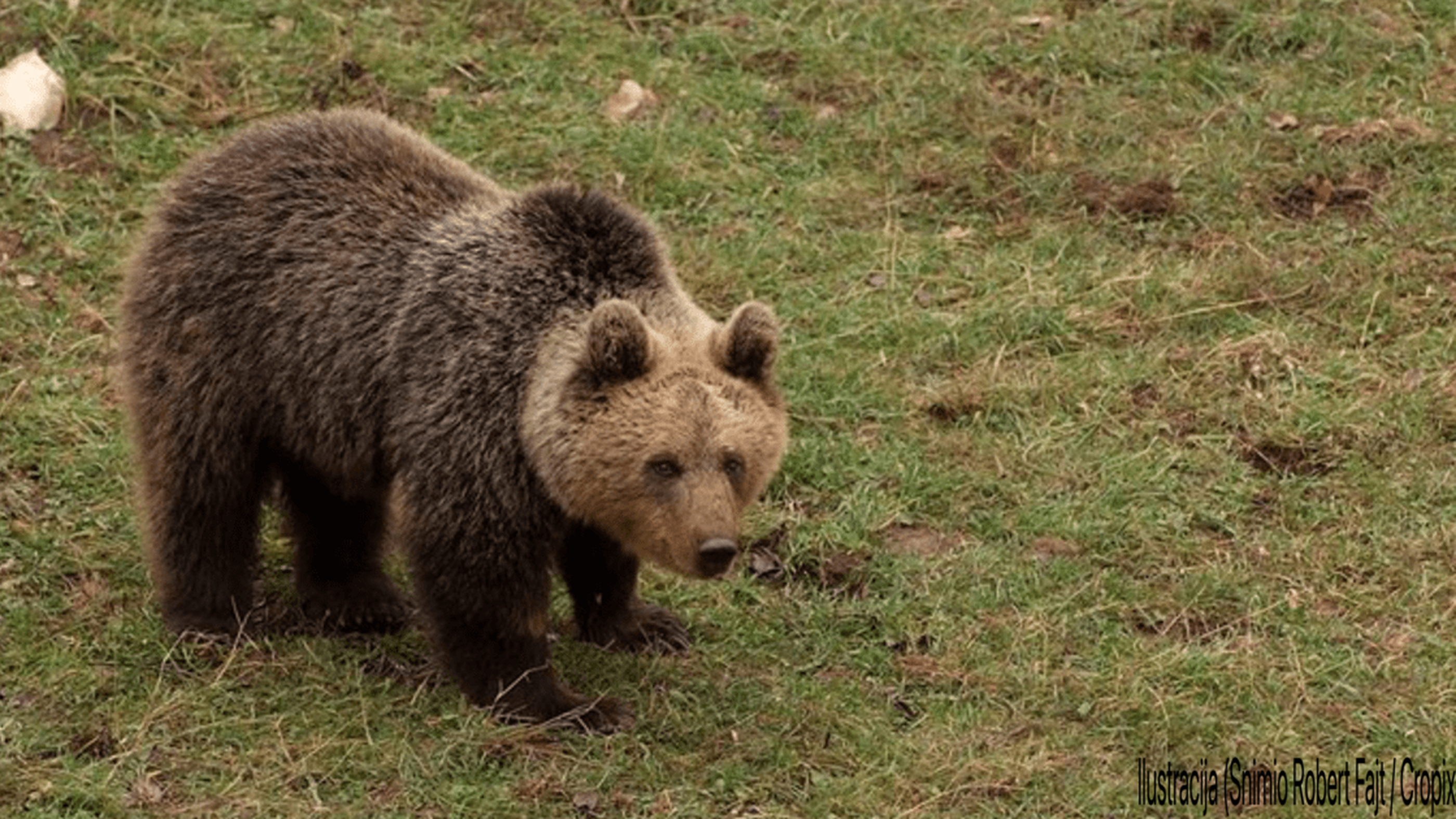 Bear Encounters in Istria: Stay Safe with Local Advice