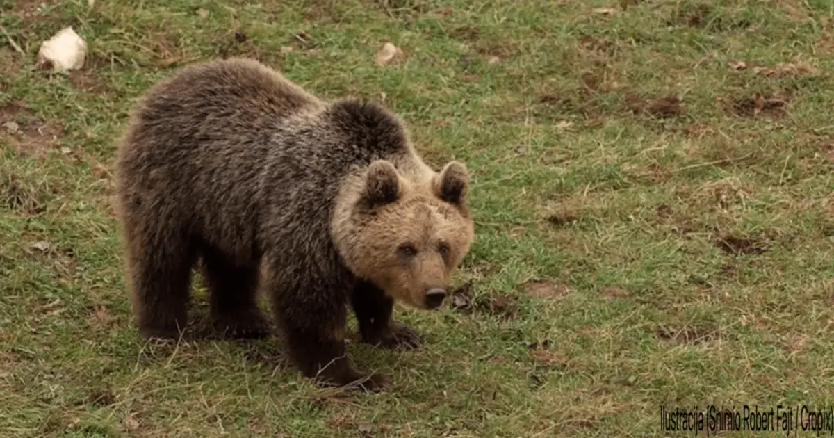 Bears in Croatia: Bear Encounters in Istria & How to Stay Safe
