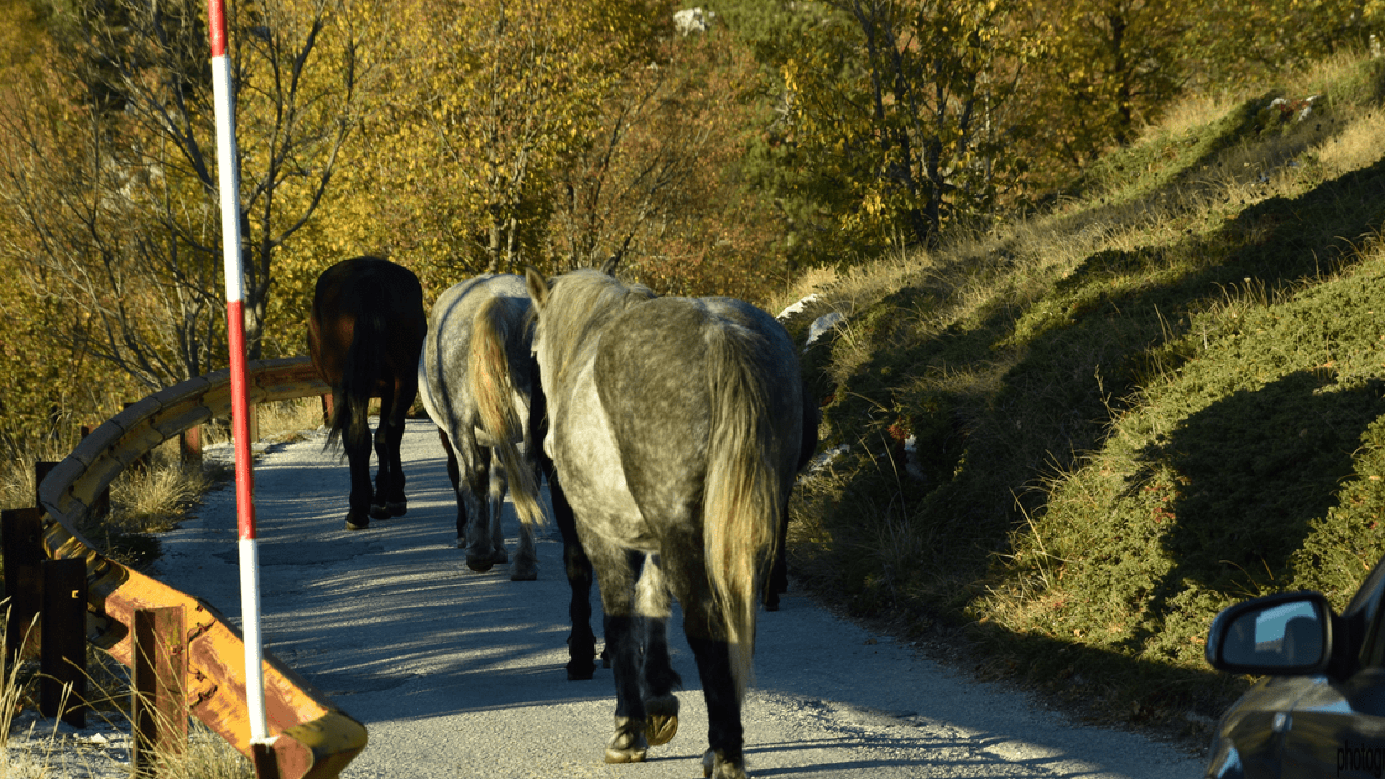 Animals, animals, and more animals