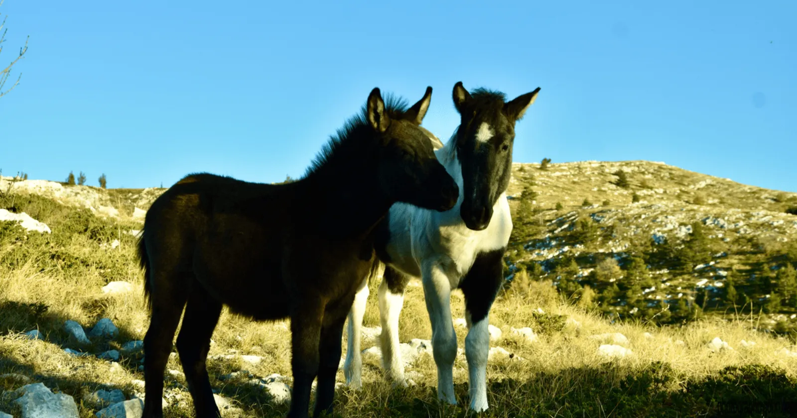 Animals of Biokovo Animals of Biokovo