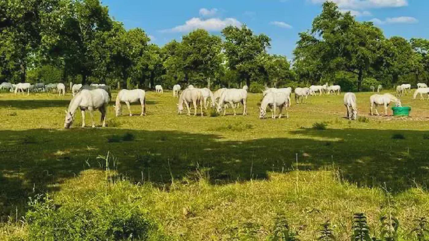 From Lipica to Home: A Story of Equine Welfare and True Connection