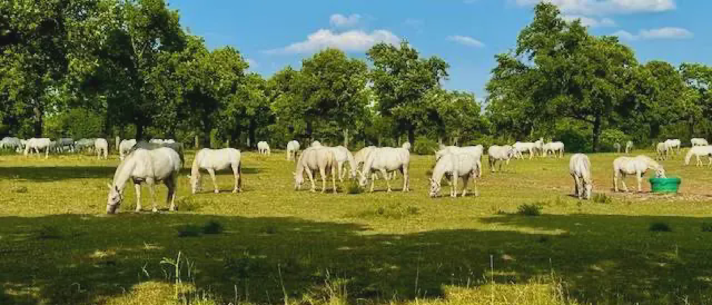 From Lipica to Home: A Story of Equine Welfare and True Connection