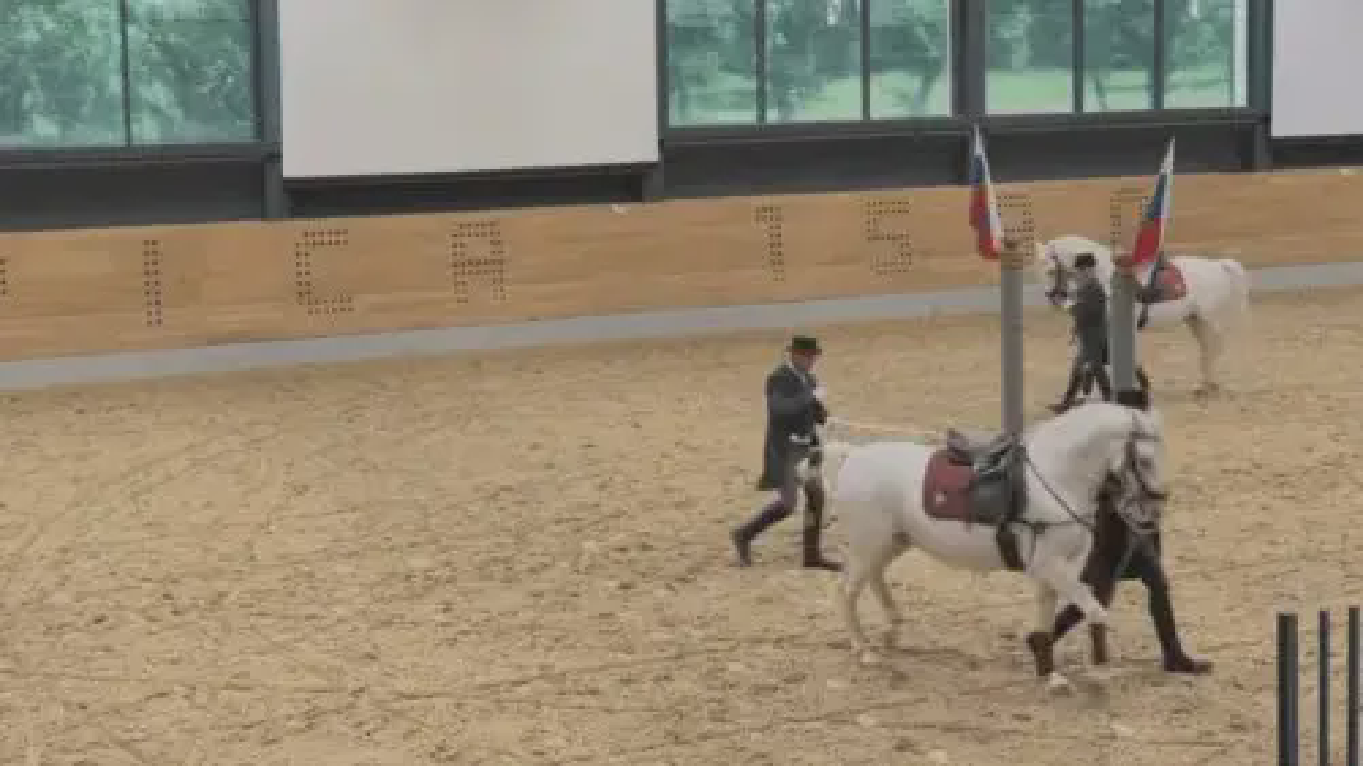 Two handlers trying to control one stallion during the show — a stark contrast to the natural elegance of the Lipizzaner horse