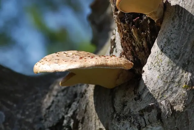 Wild mushrooms being prepared for cooking