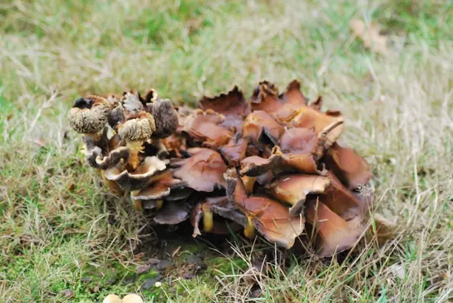 Wild mushrooms in a Croatian forest
