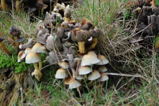 Forest floor covered with autumn leaves and wild mushrooms