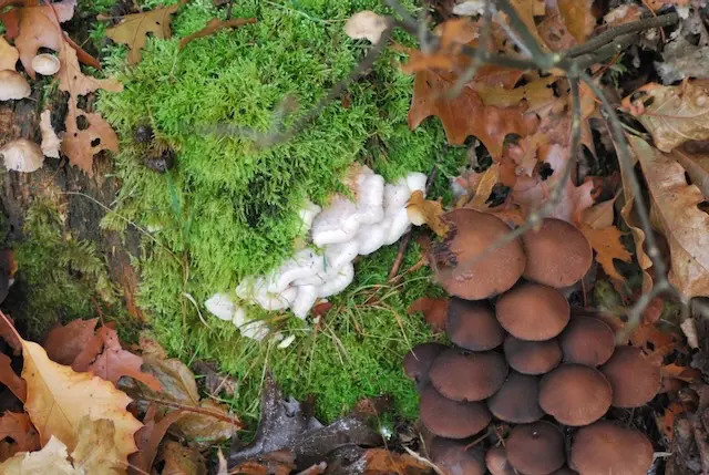 Close-up of wild mushrooms growing on the forest floor