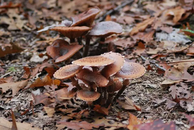 Basket filled with freshly foraged wild mushrooms