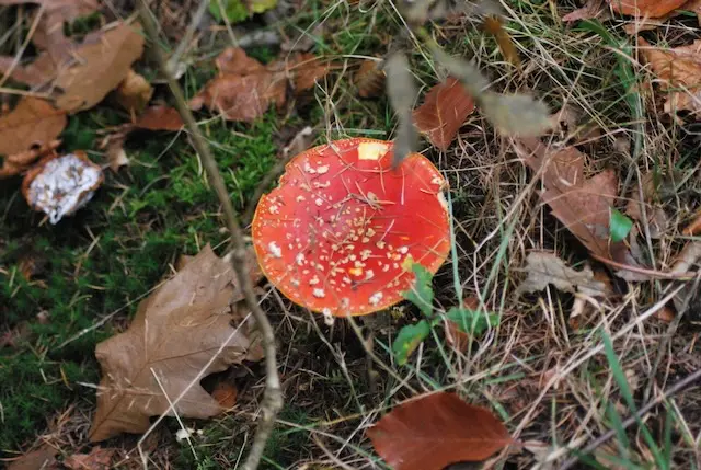 Porcini mushrooms found in Croatian forest