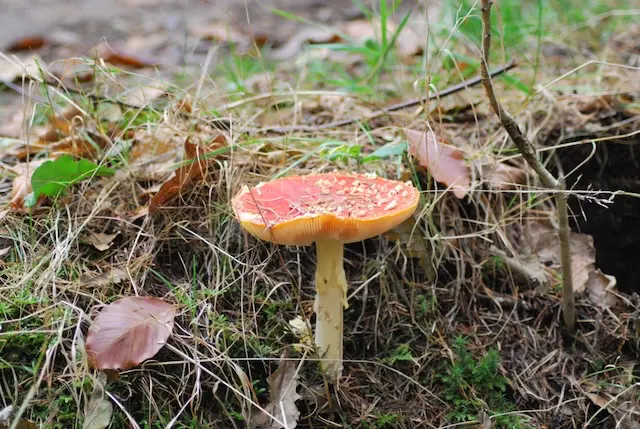 Colorful wild mushrooms in the Croatian forest