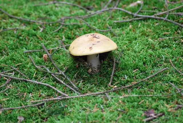 Wild mushrooms on the forest floor in autumn