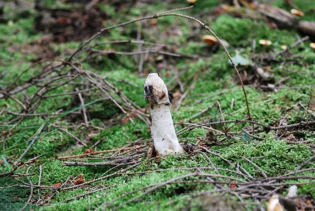 Mushroom foraging in the forest