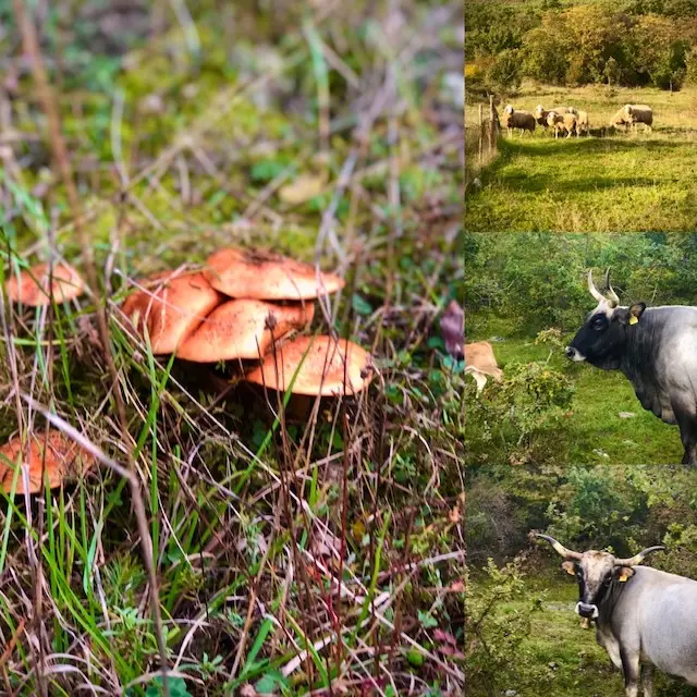 Dense Croatian forest ideal for mushroom hunting