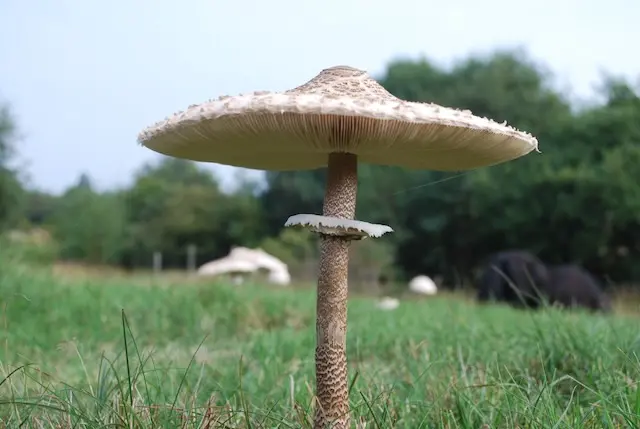 Forest path in autumn