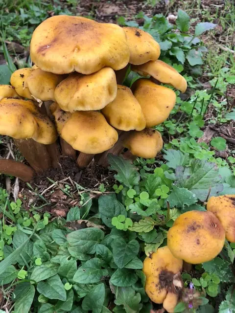 Misty Croatian forest in autumn