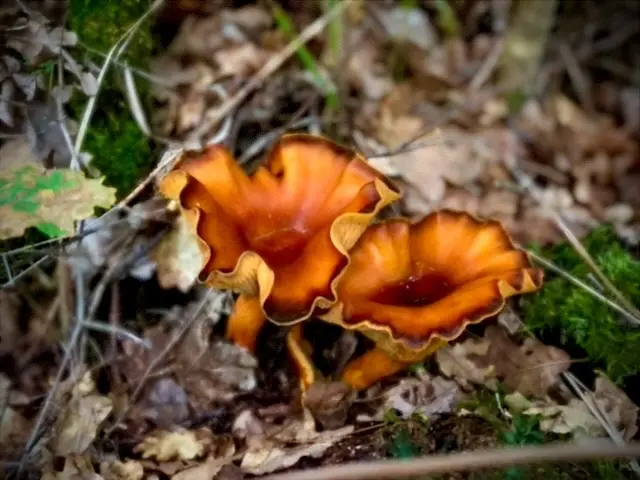 Forest floor with autumn colors and mushrooms