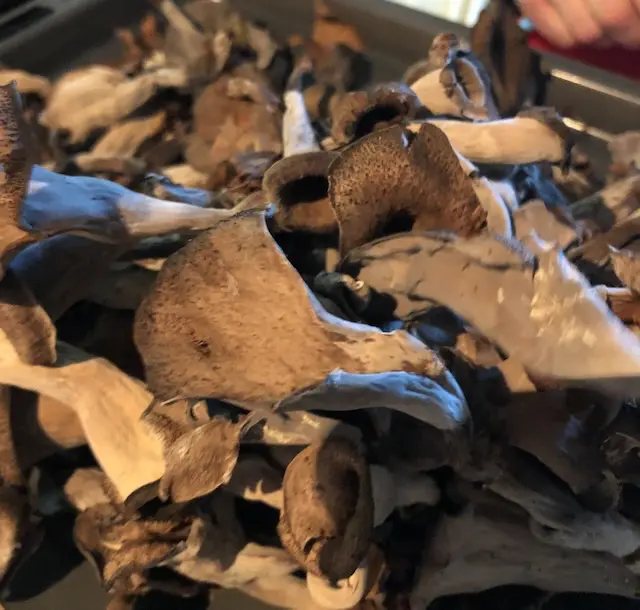 Wild mushrooms in Croatia