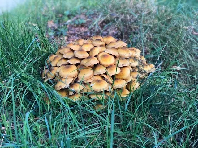 Autumn mushroom harvest
