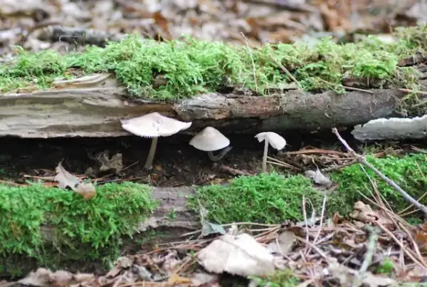 Mushroom Hunting in Croatia story thumbnail
