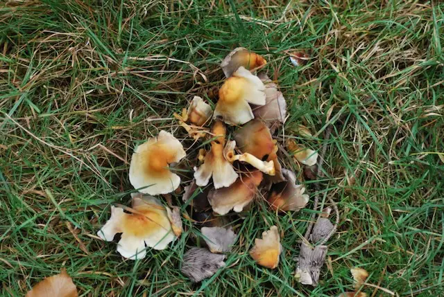 Mushrooms in the Croatian wilderness