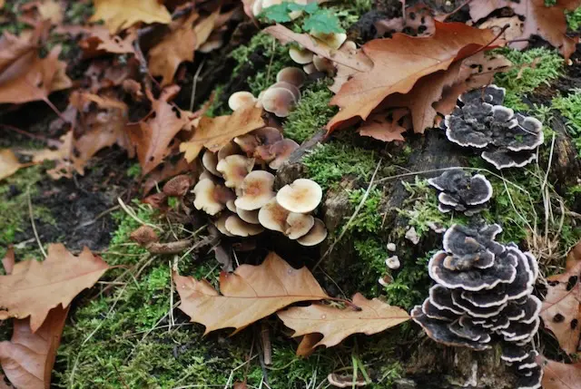 Wild mushrooms requiring careful identification