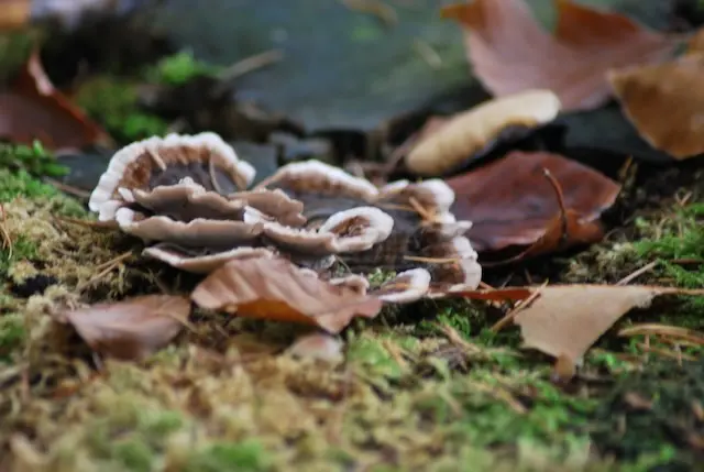 Basket with wild mushrooms in the forest