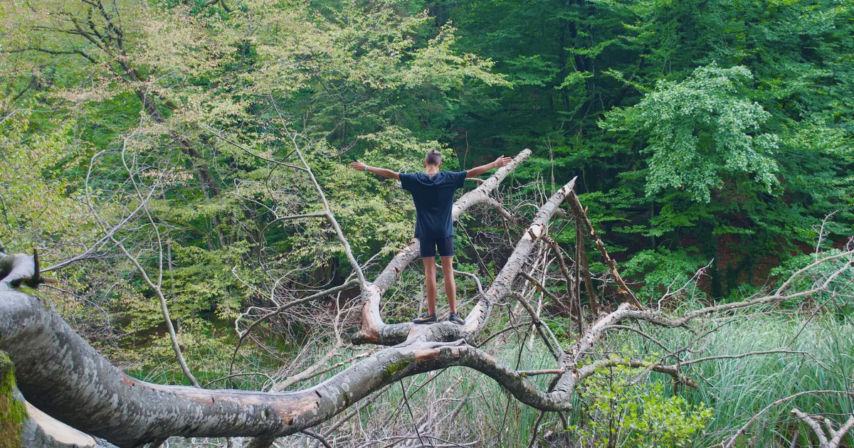 Fallen tree