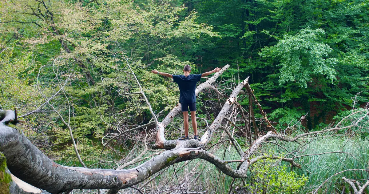 Fallen tree Fallen tree