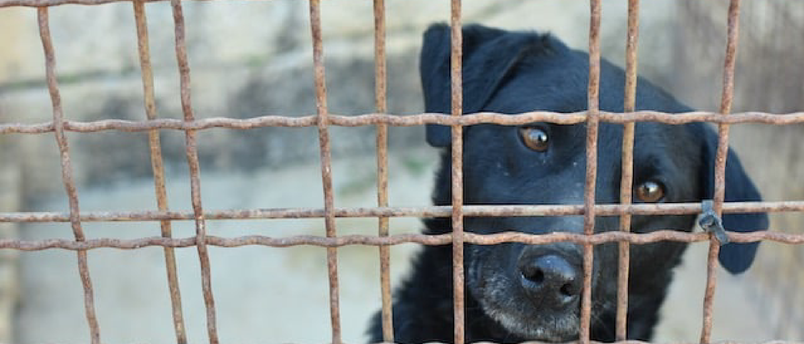 Snoopy Shelter Pula: A Lifeline for Dogs