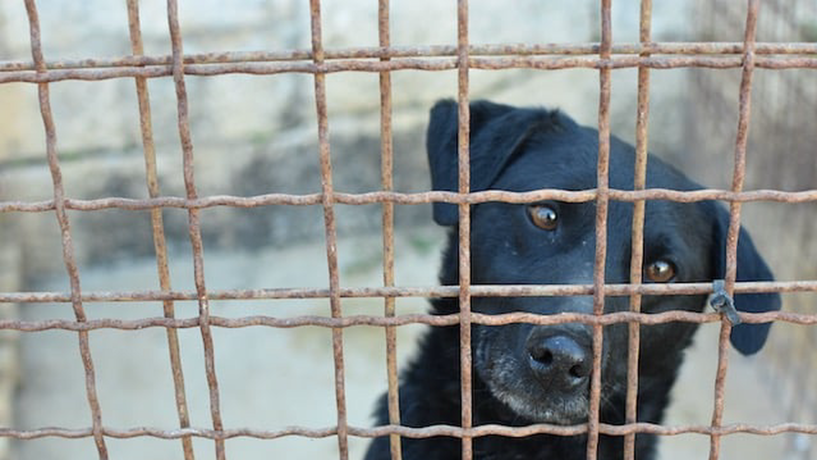 Snoopy Shelter Pula: A Lifeline for Dogs