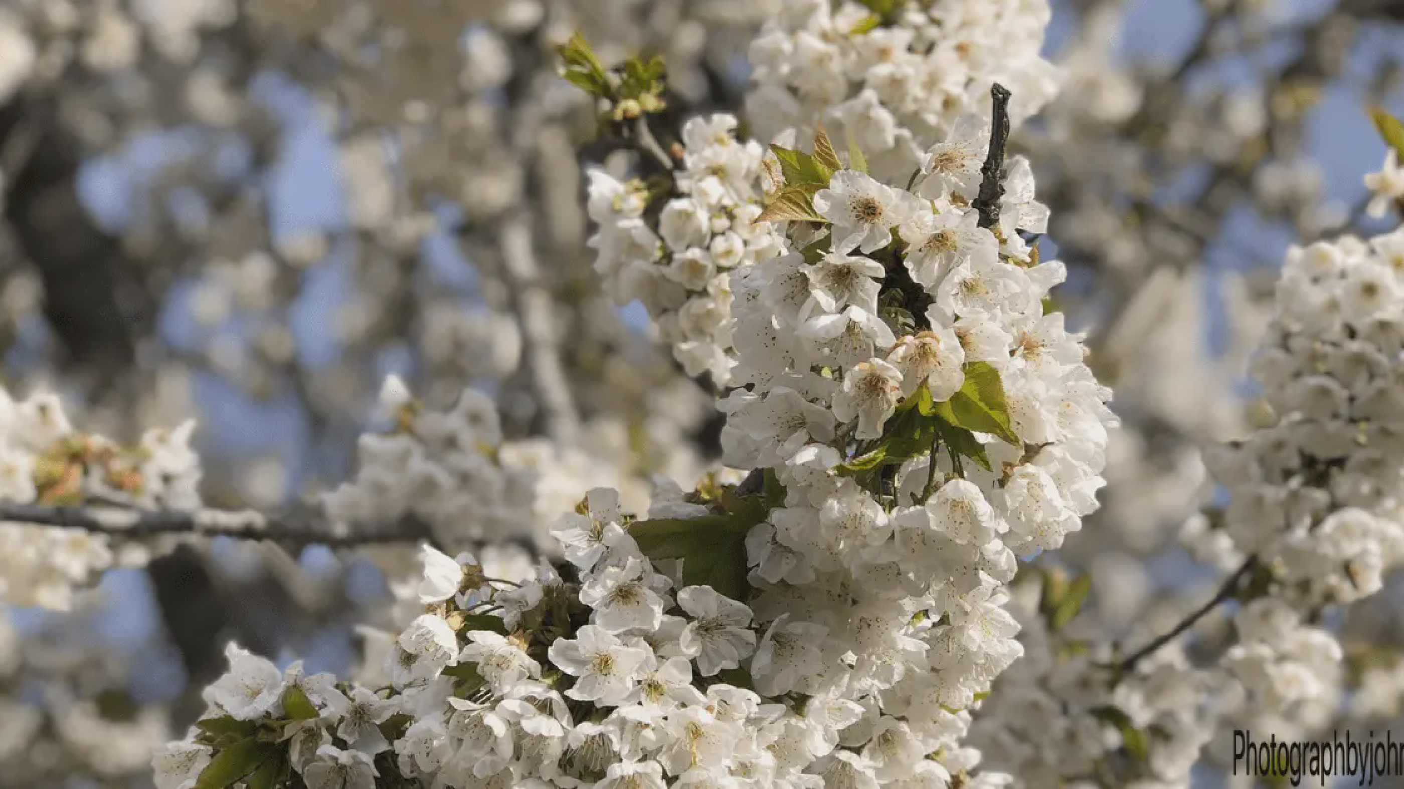 Close-up of cherry blossoms against stone house in Istria