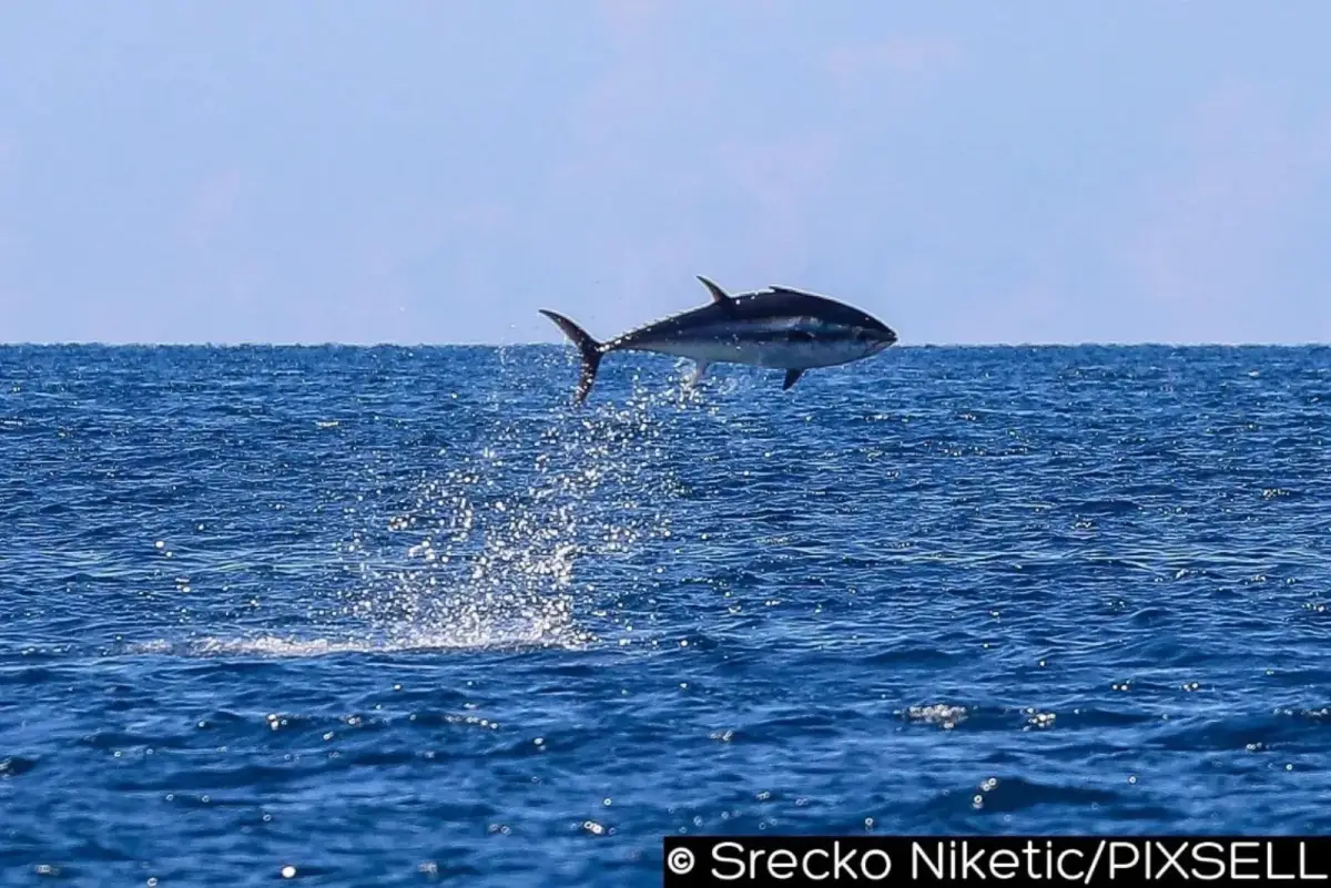Farewell to Croatia: Summer 2021 Reflections