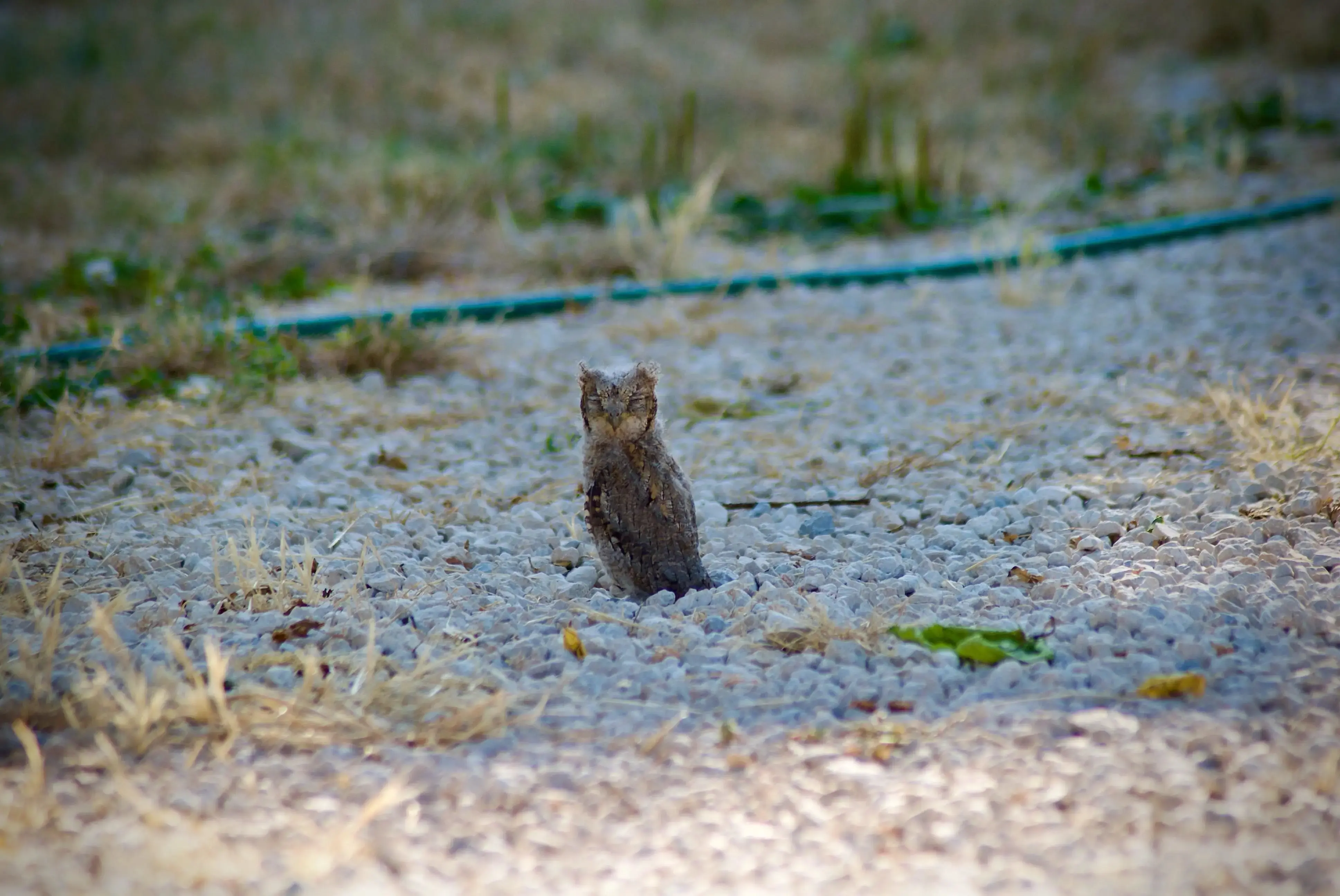 Licht over de Adriatic